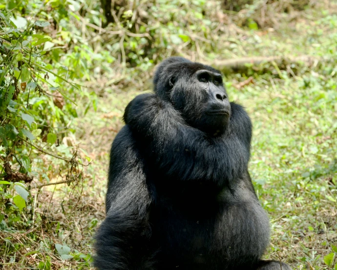 a gorilla standing in the middle of a forest